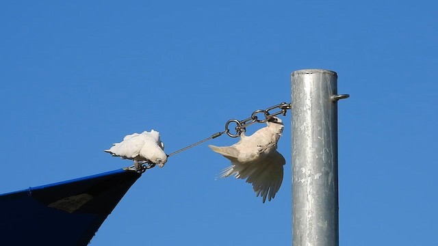 Little Corella - ML627387154