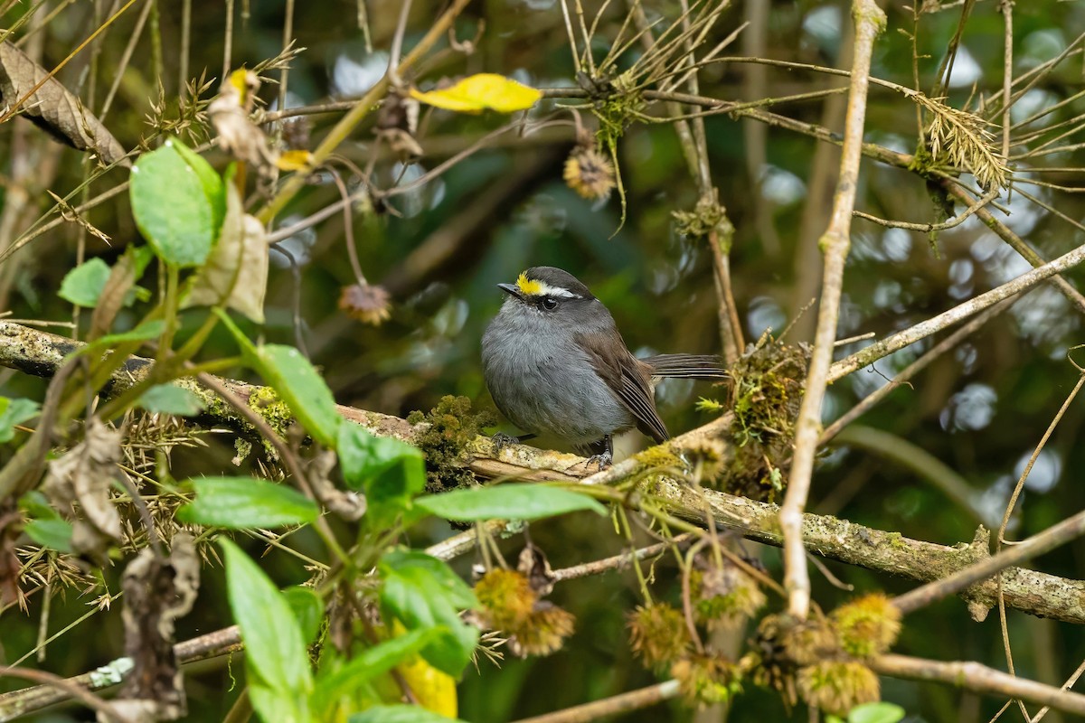 Crowned Chat-Tyrant - ML627387255