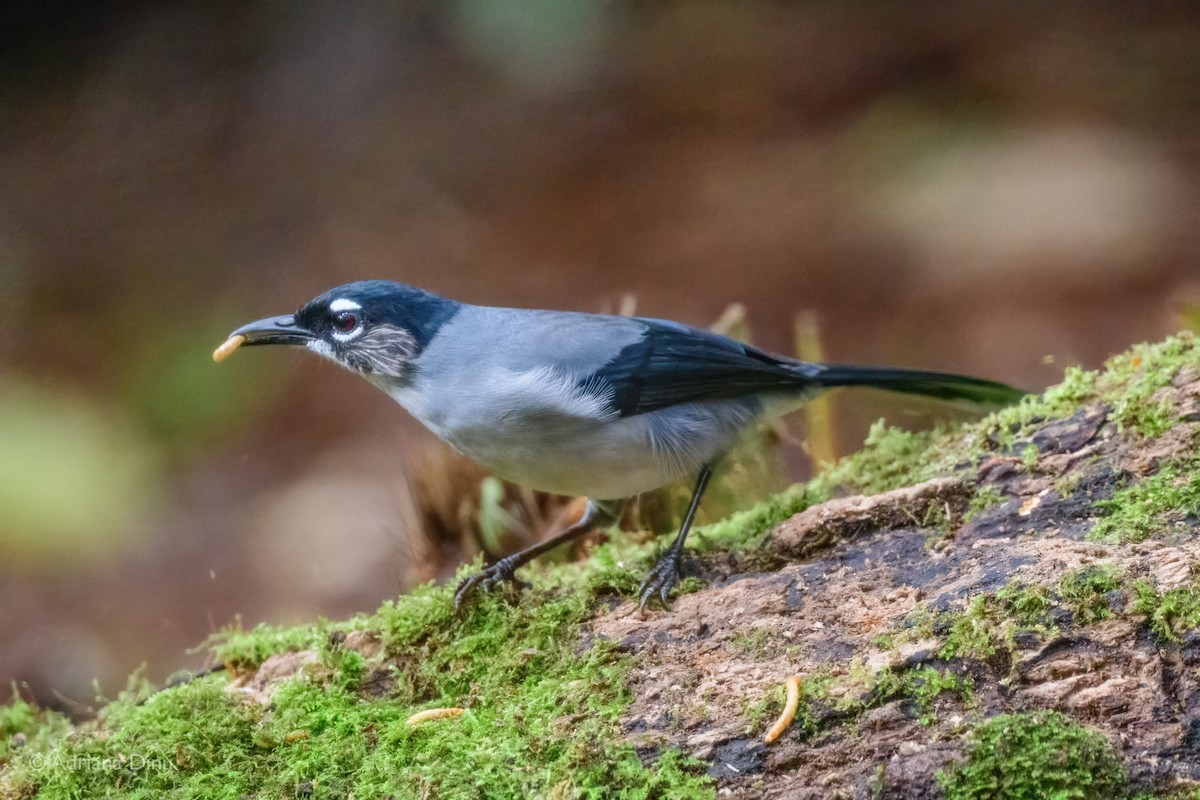 Black-headed Sibia (Lang Bian) - ML627387256