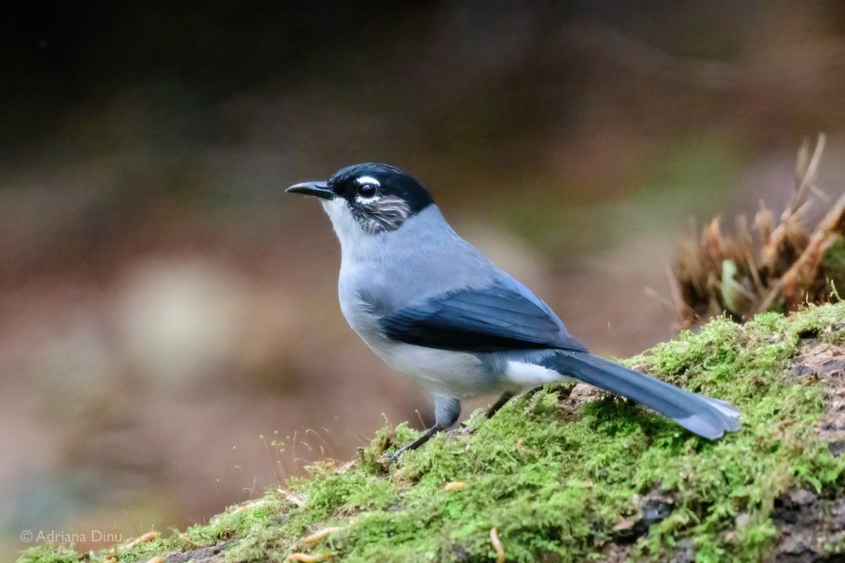 Black-headed Sibia (Lang Bian) - ML627387257