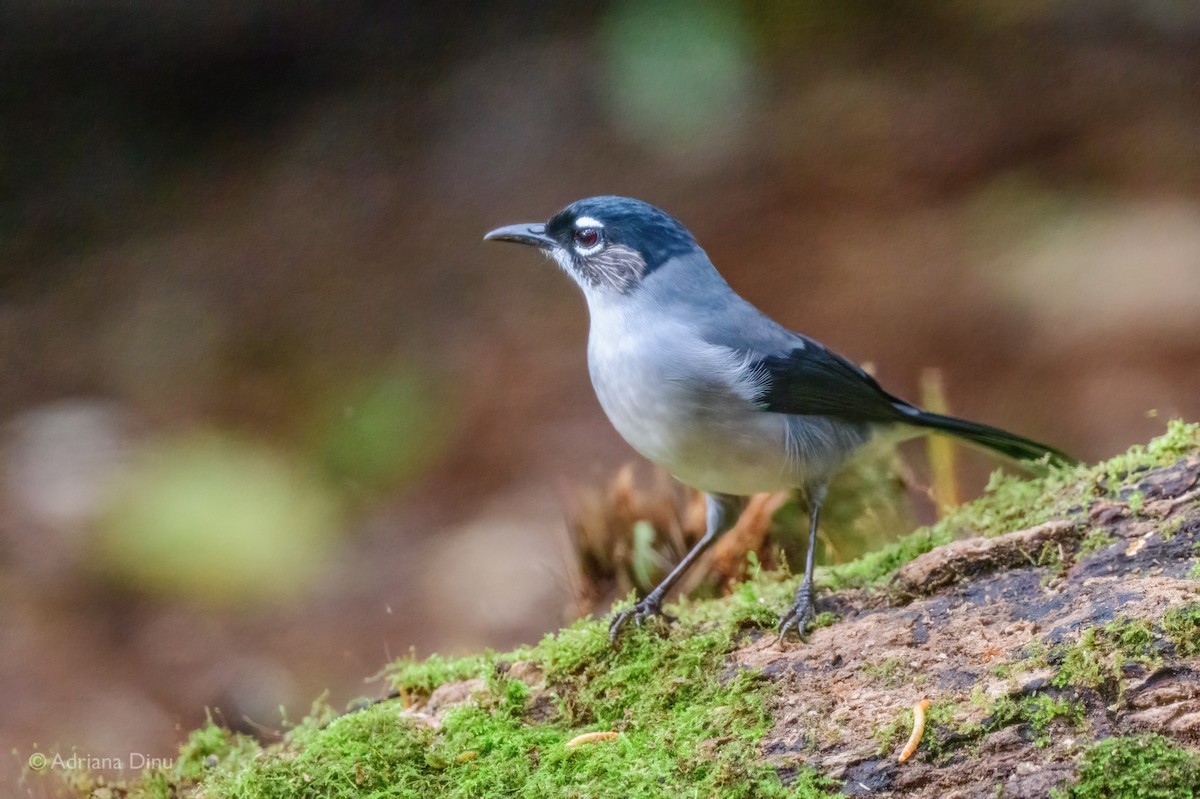 Black-headed Sibia (Lang Bian) - ML627387265