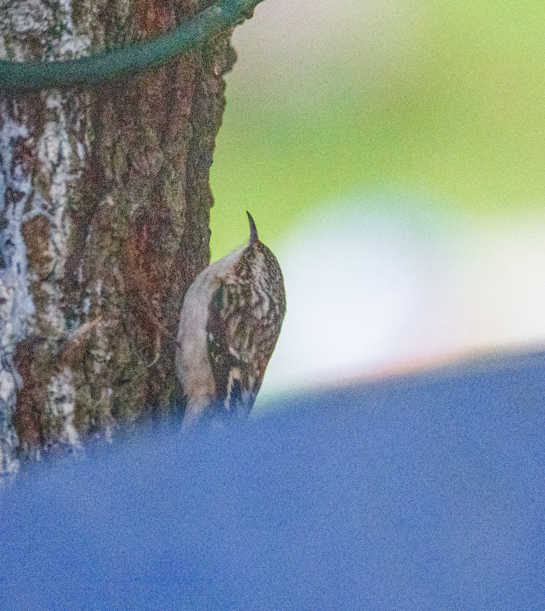 Brown Creeper - ML627387550