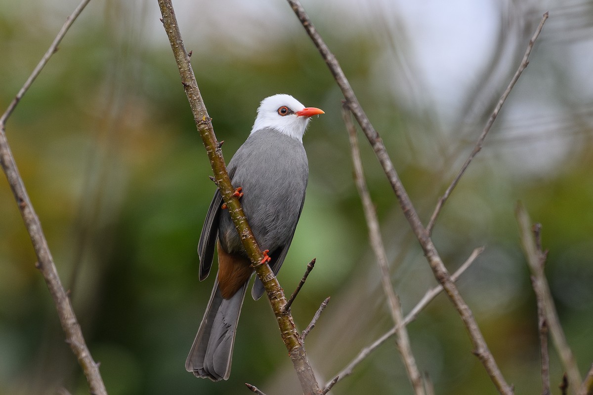 White-headed Bulbul - ML627387555