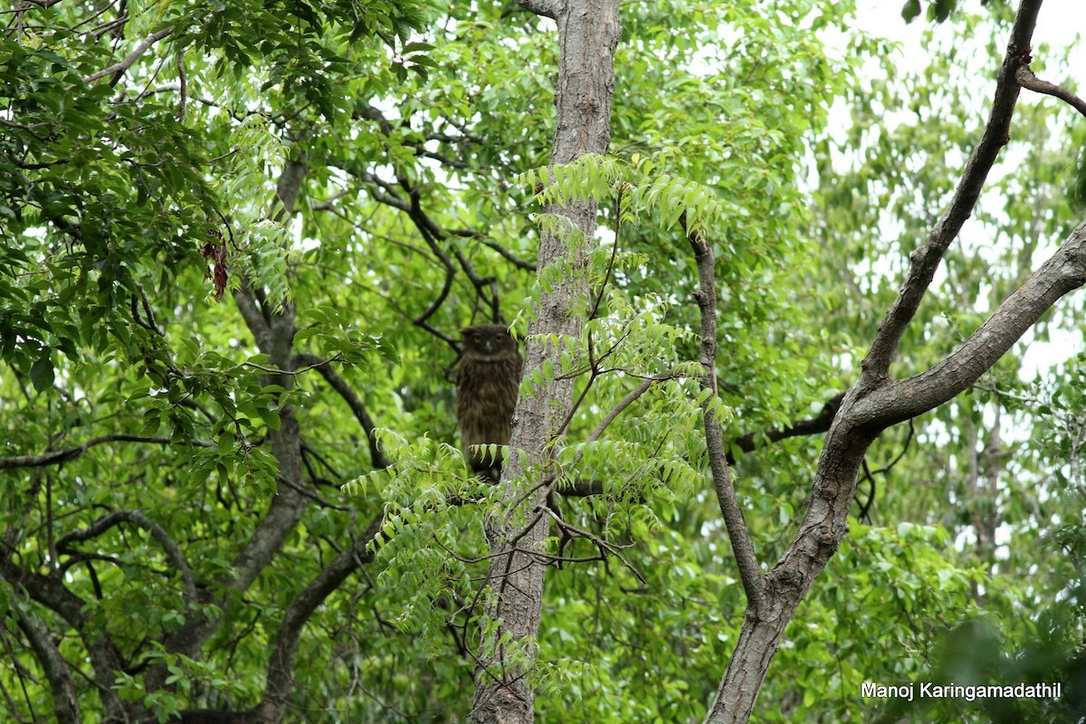 Brown Fish-Owl - ML62738771