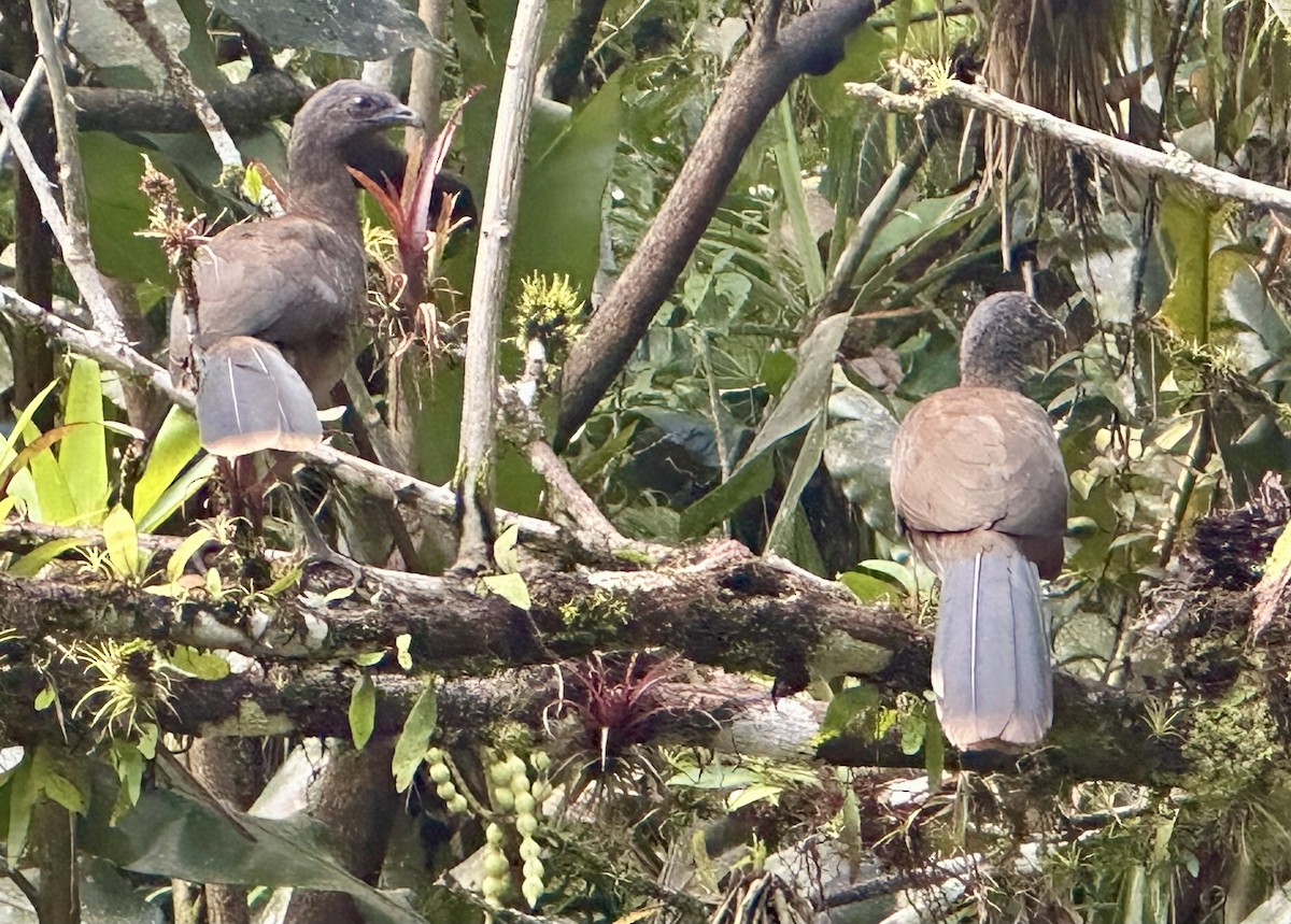 Chachalaca Cabecigrís - ML627387716