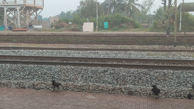 House Crow - ML627387854