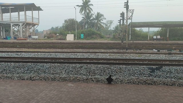 House Crow - ML627387855