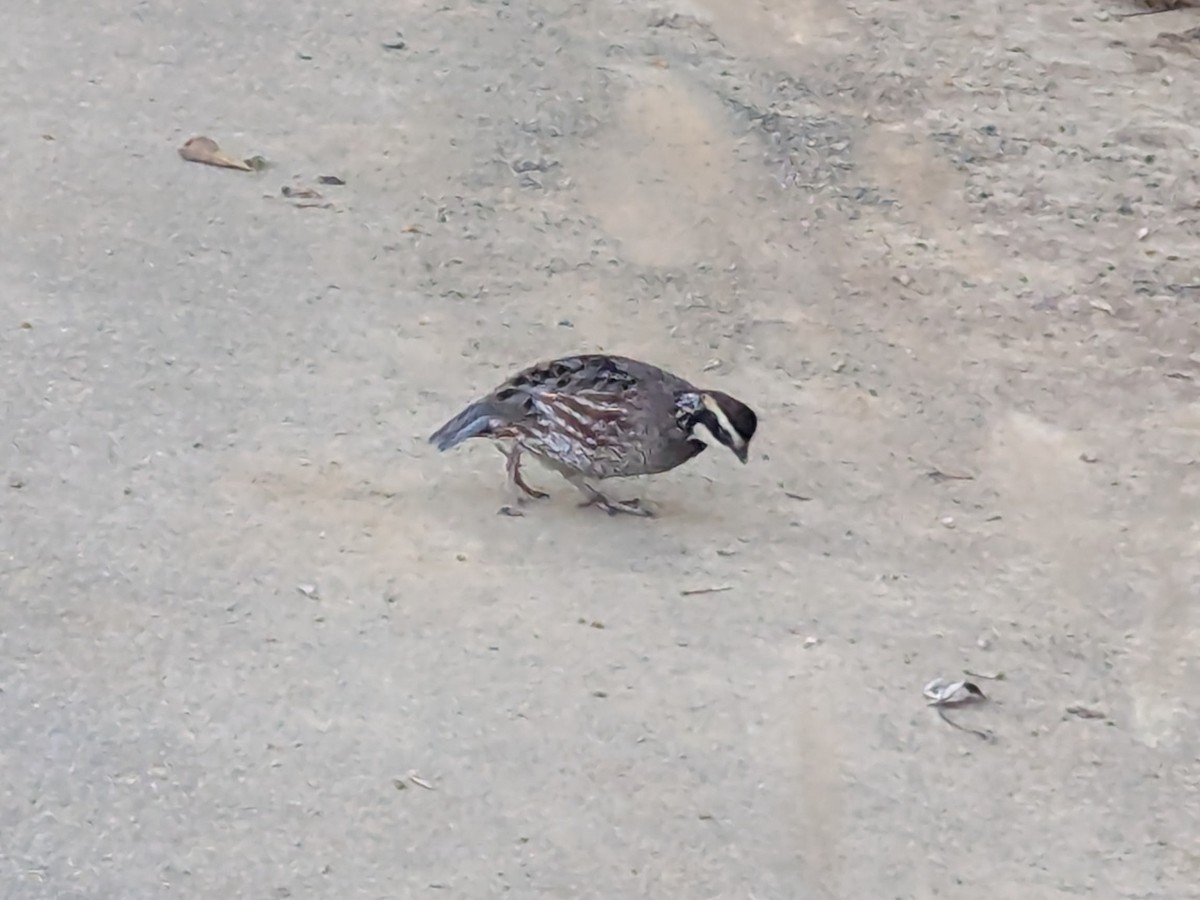 Northern Bobwhite - ML627387940