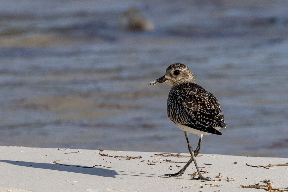 Black-bellied Plover - ML627387974