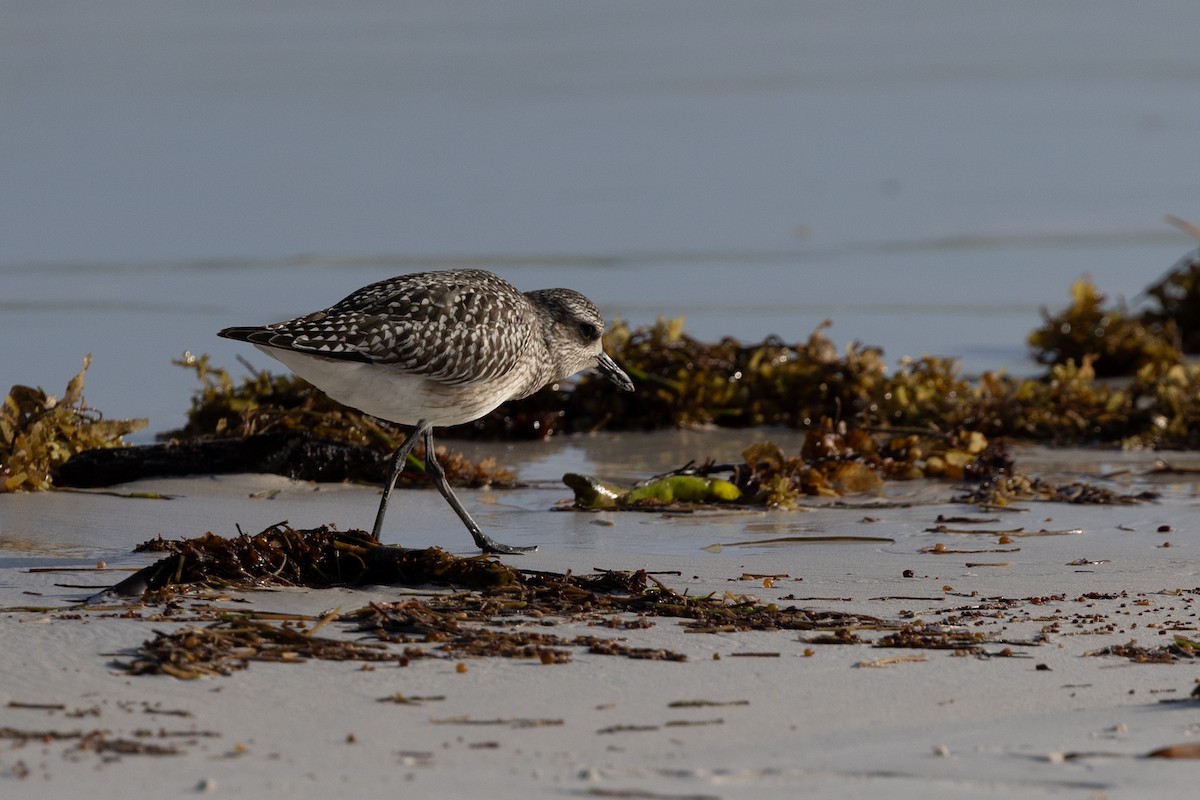 Black-bellied Plover - ML627388004