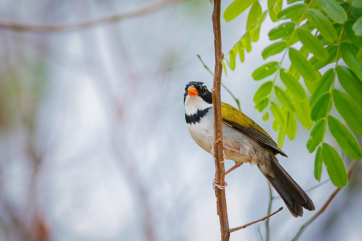 Saffron-billed Sparrow - ML627388097