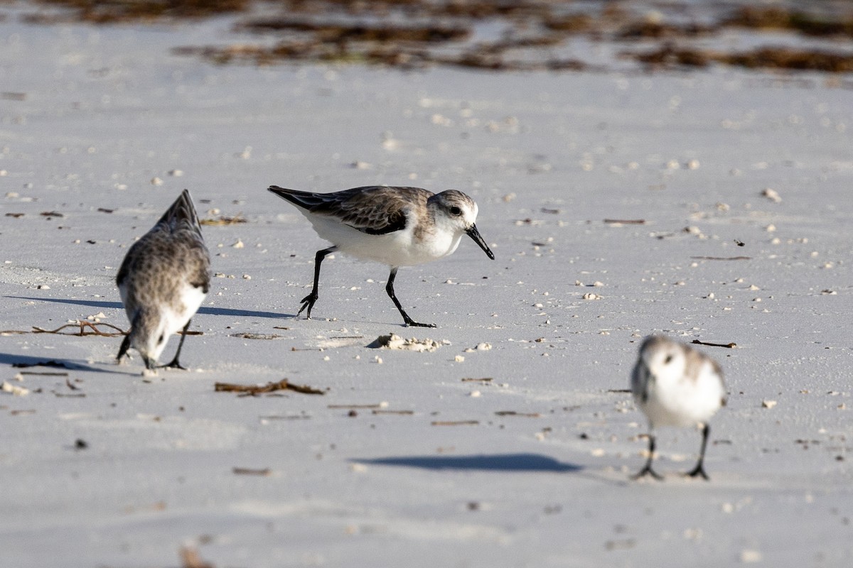 Sanderling - ML627388106