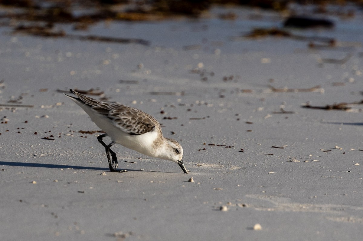 Sanderling - ML627388107