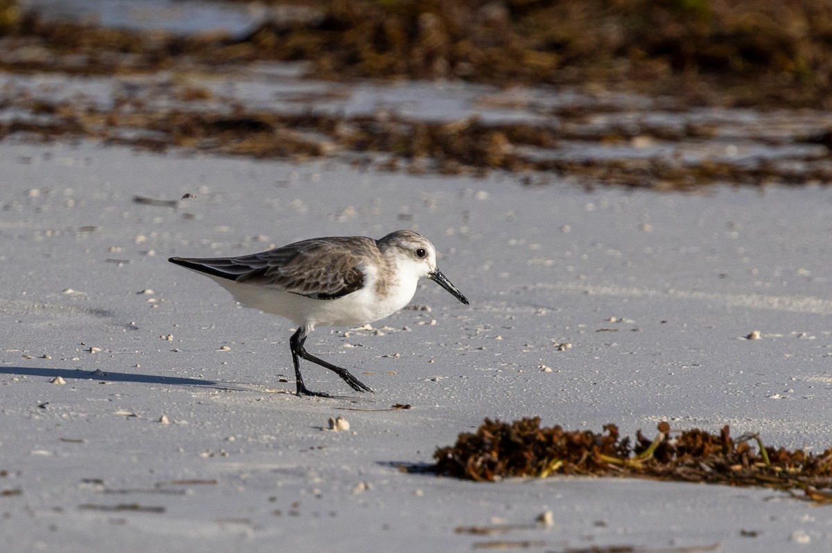 Sanderling - ML627388108