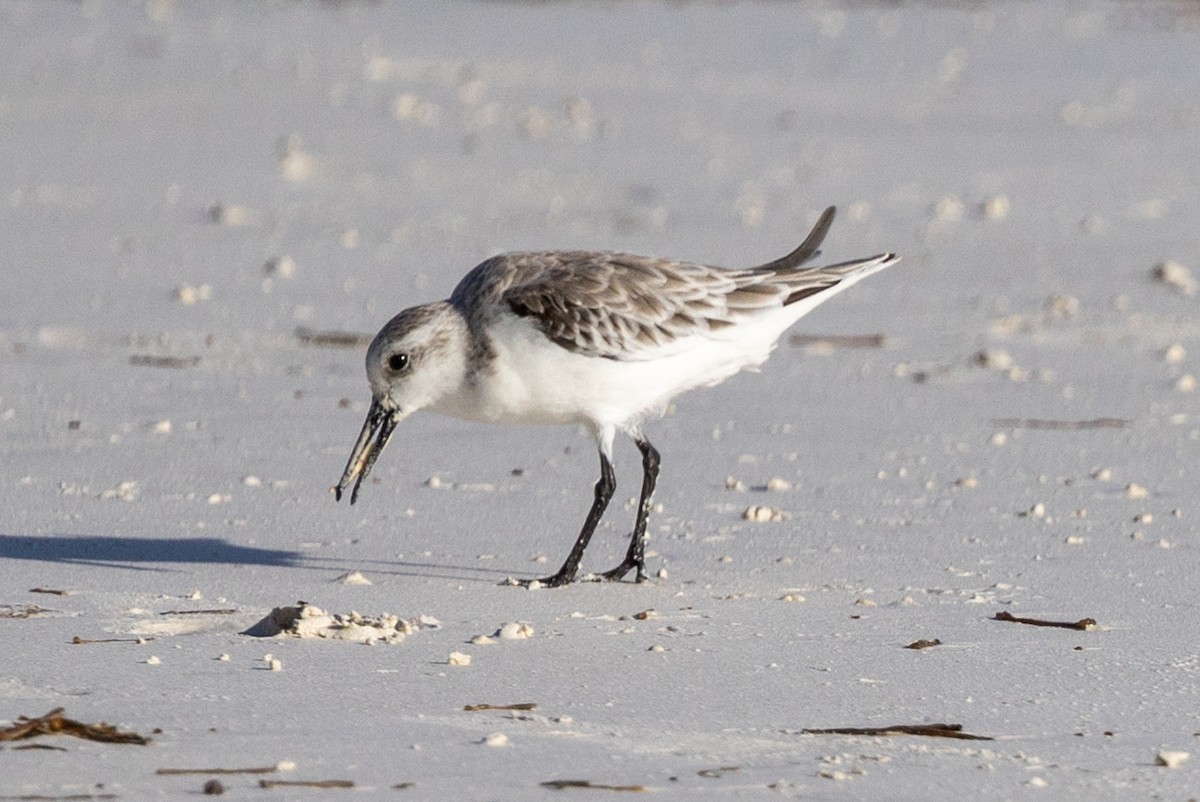 Sanderling - ML627388109