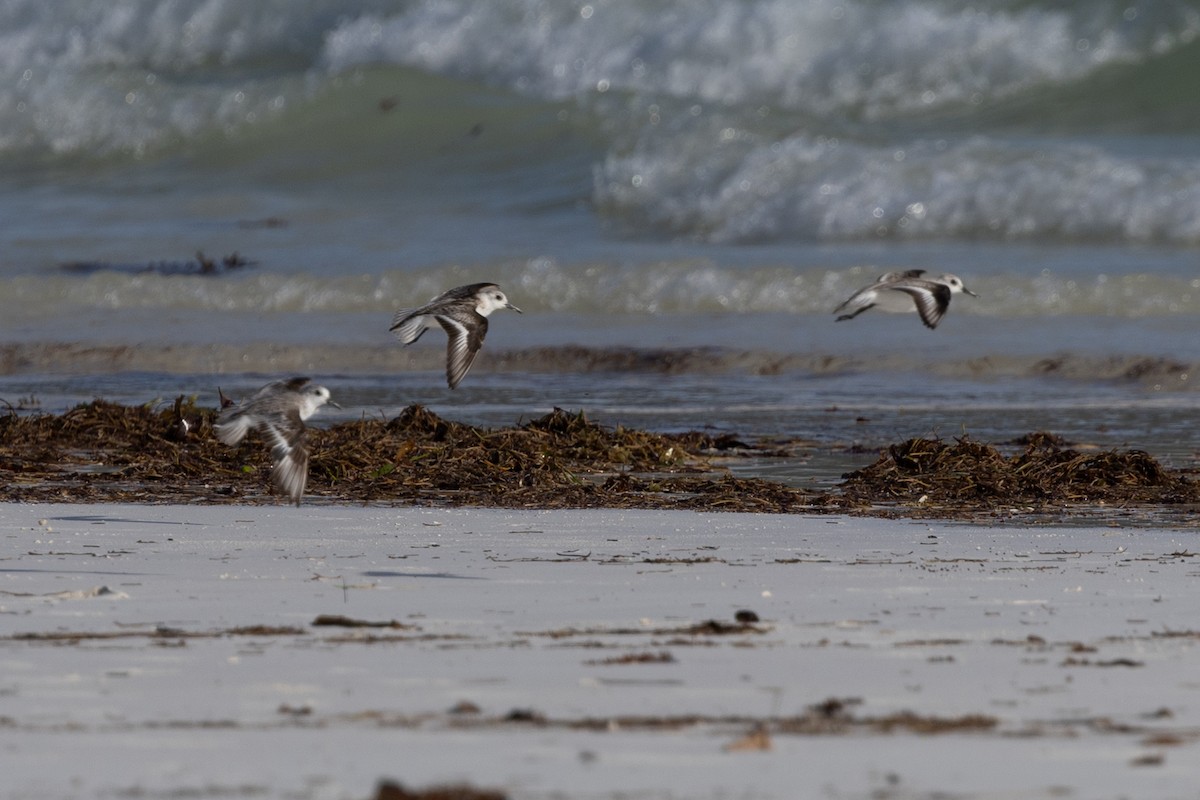 Sanderling - ML627388110