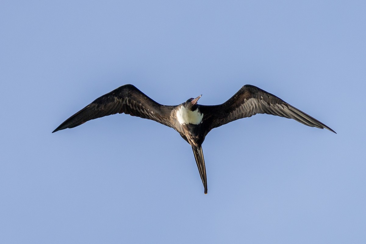 Great Frigatebird - ML627388150