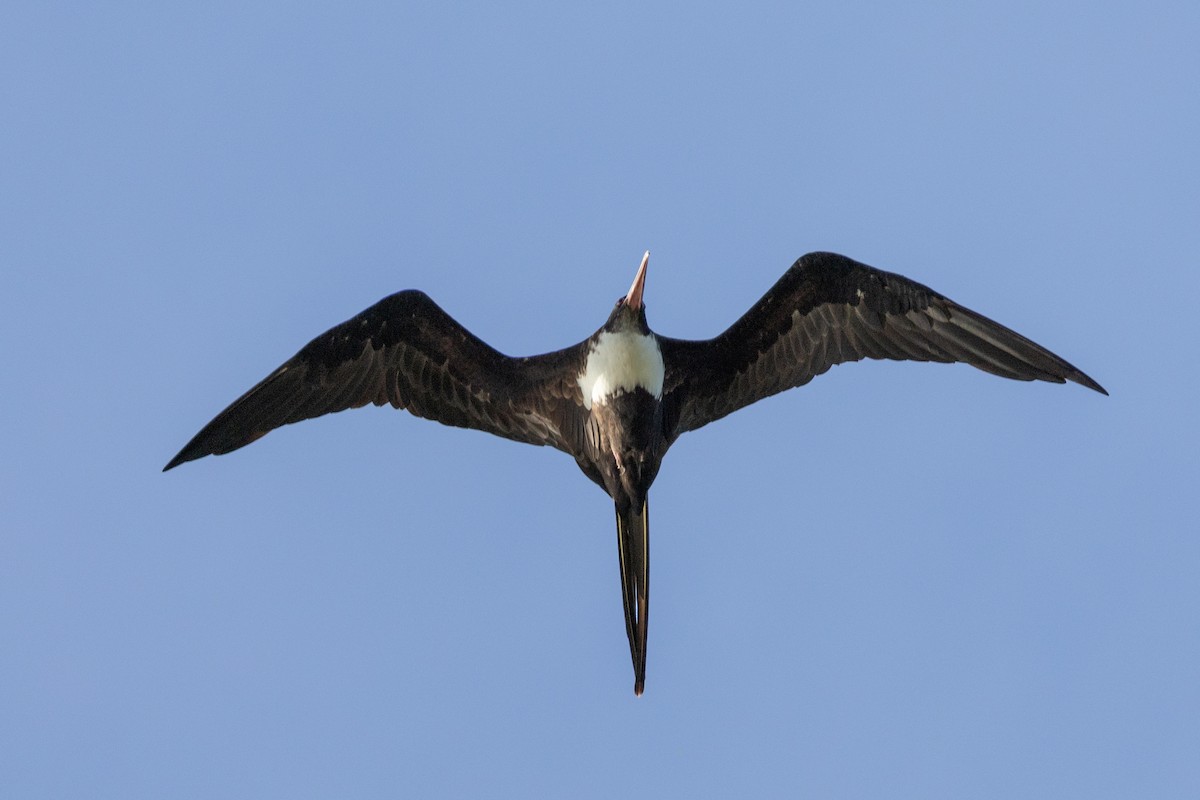 Great Frigatebird - ML627388151