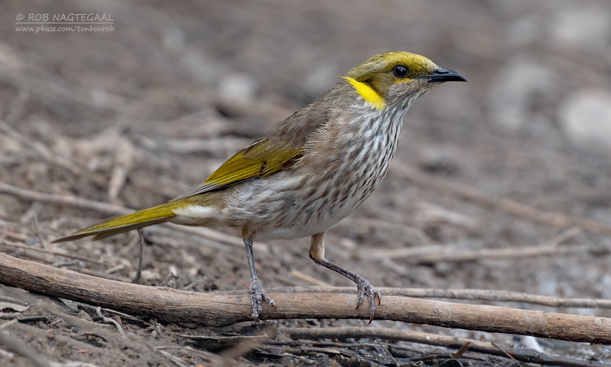 Yellow-plumed Honeyeater - ML627388207