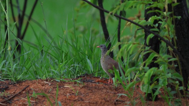 Small-billed Tinamou - ML627388226
