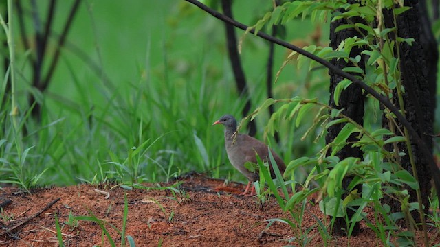 Small-billed Tinamou - ML627388230