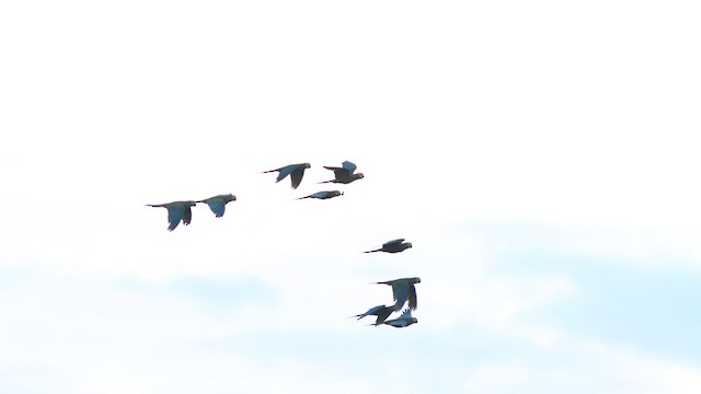 Red-bellied Macaw - ML627388237