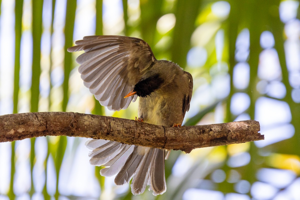 Seychelles Bulbul - ML627388295