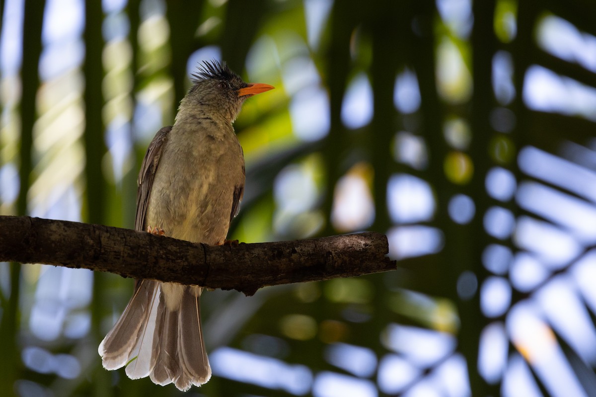 Seychelles Bulbul - ML627388296