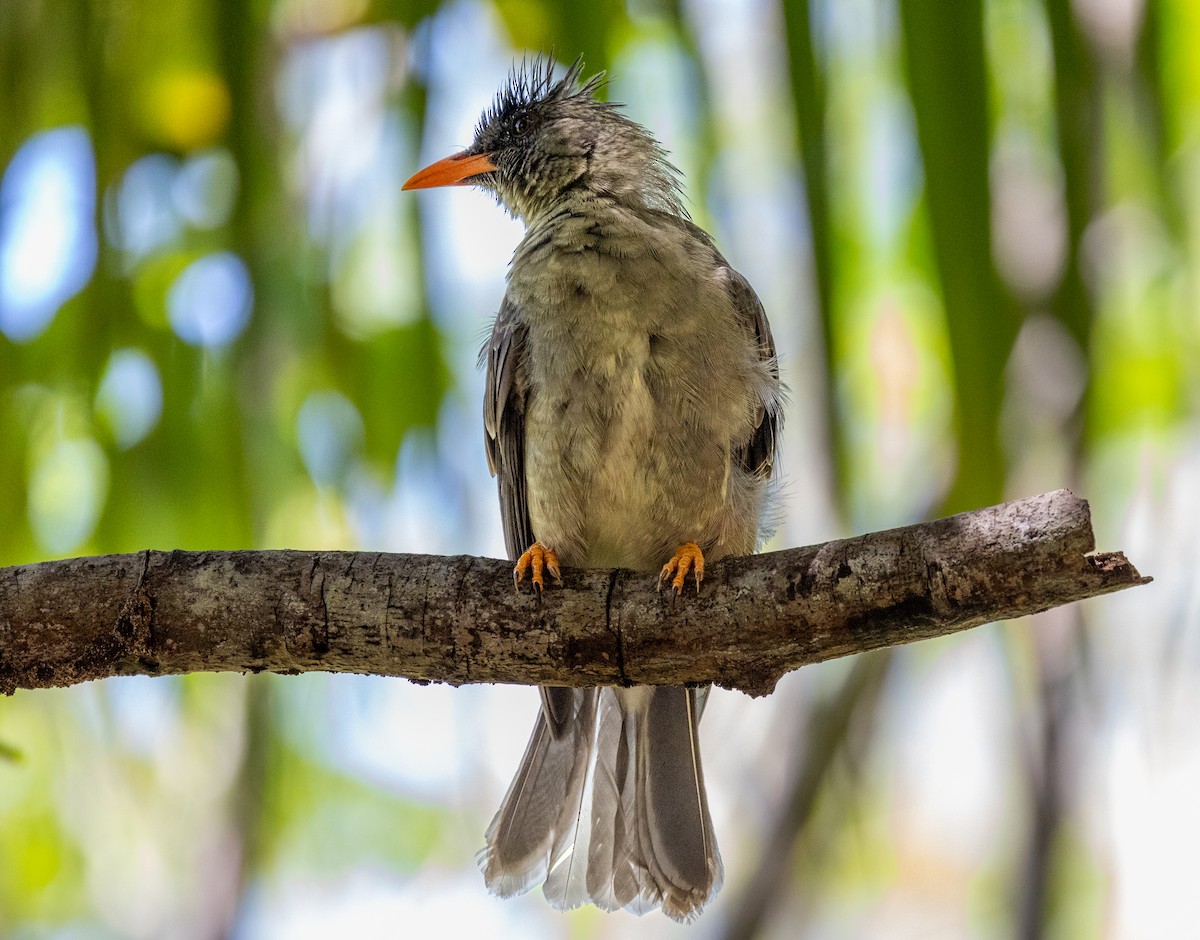 Seychelles Bulbul - ML627388297