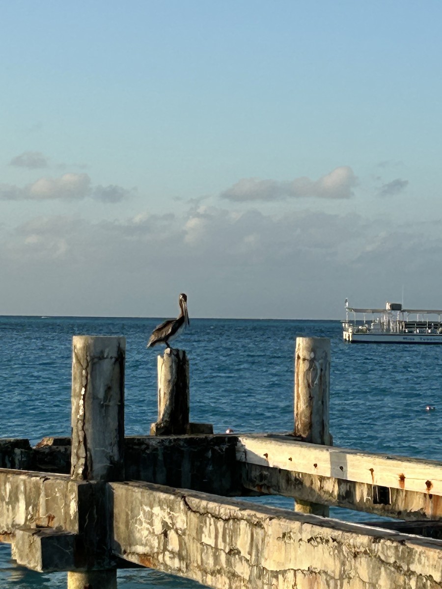 Brown Pelican - ML627388312