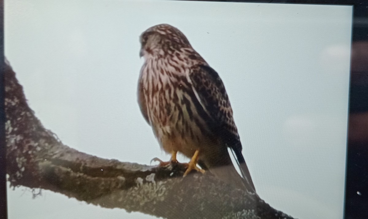 Eurasian Kestrel - ML627388352