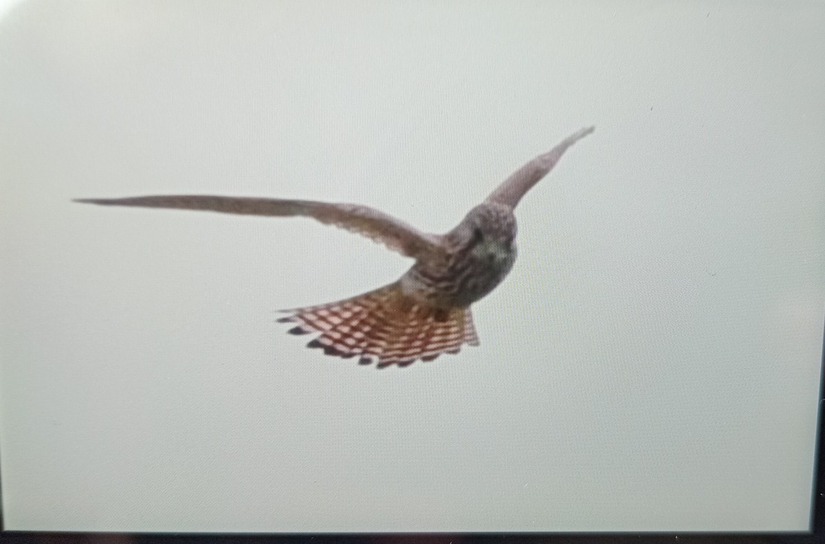 Eurasian Kestrel - ML627388353