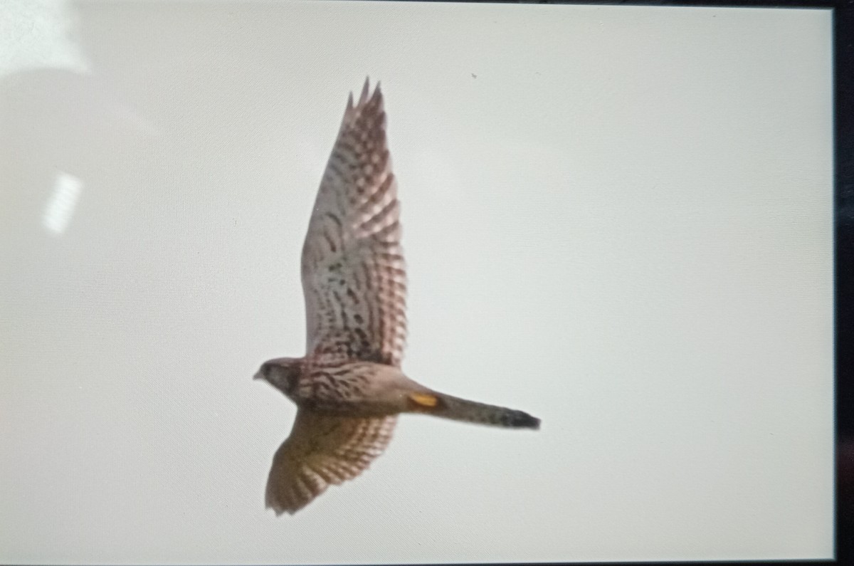 Eurasian Kestrel - ML627388354