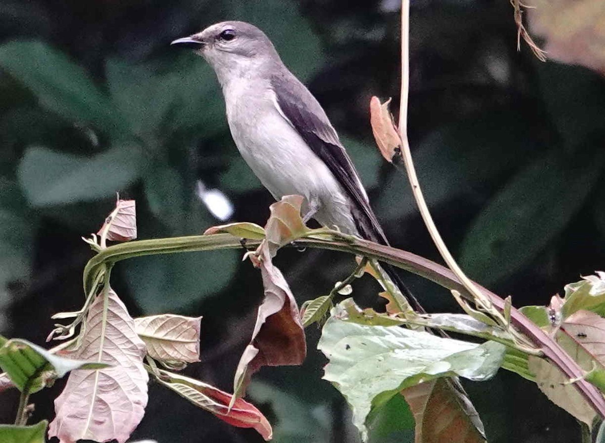 Brown-rumped Minivet - ML627388637