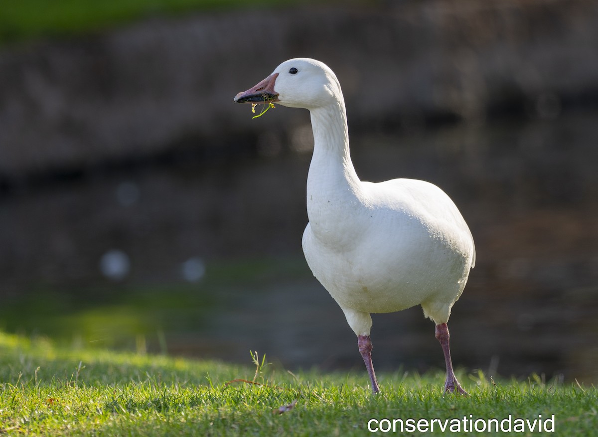 Snow Goose - ML627388691