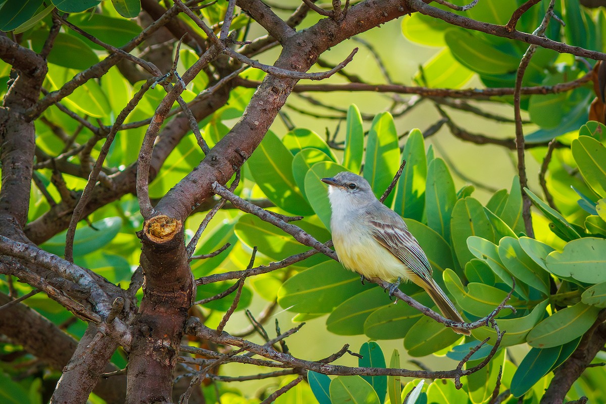 Suiriri Flycatcher - ML627388719