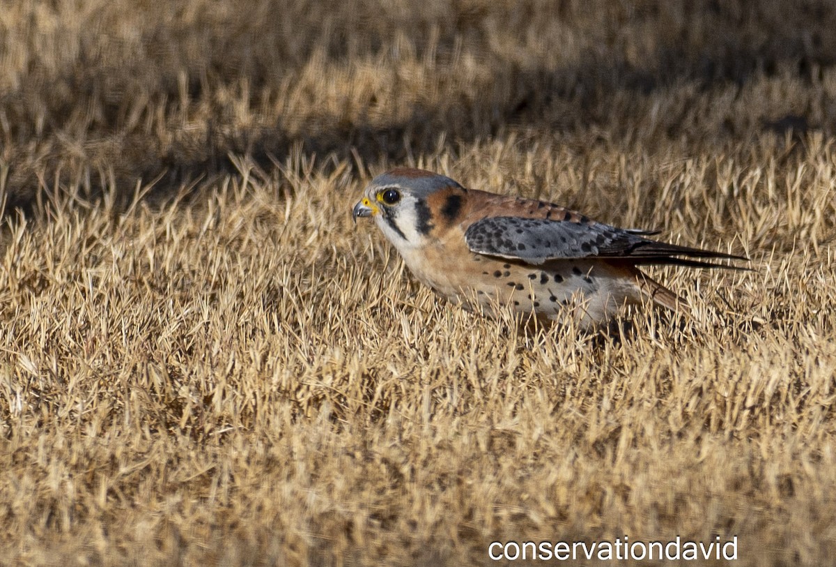 American Kestrel - ML627388730