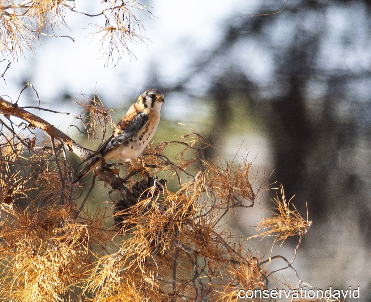 American Kestrel - ML627388732