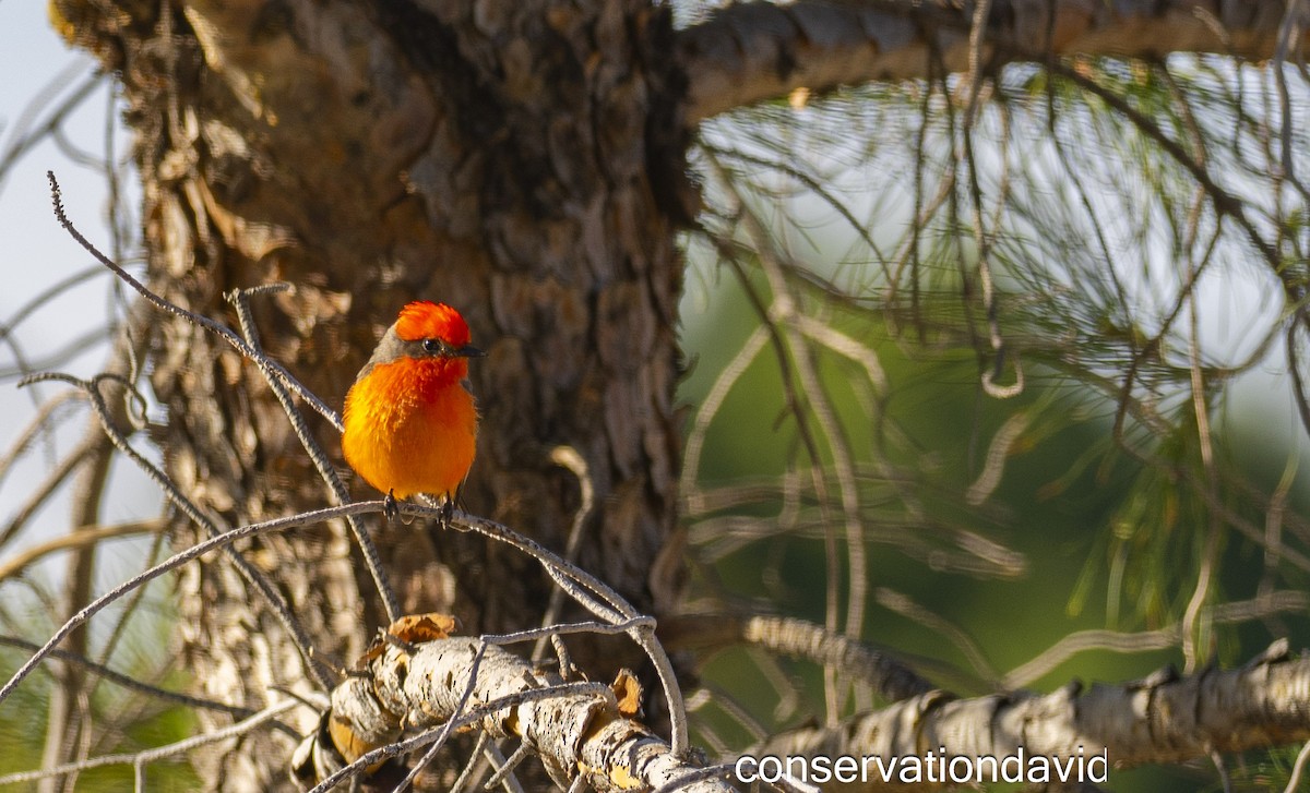Vermilion Flycatcher - ML627388739