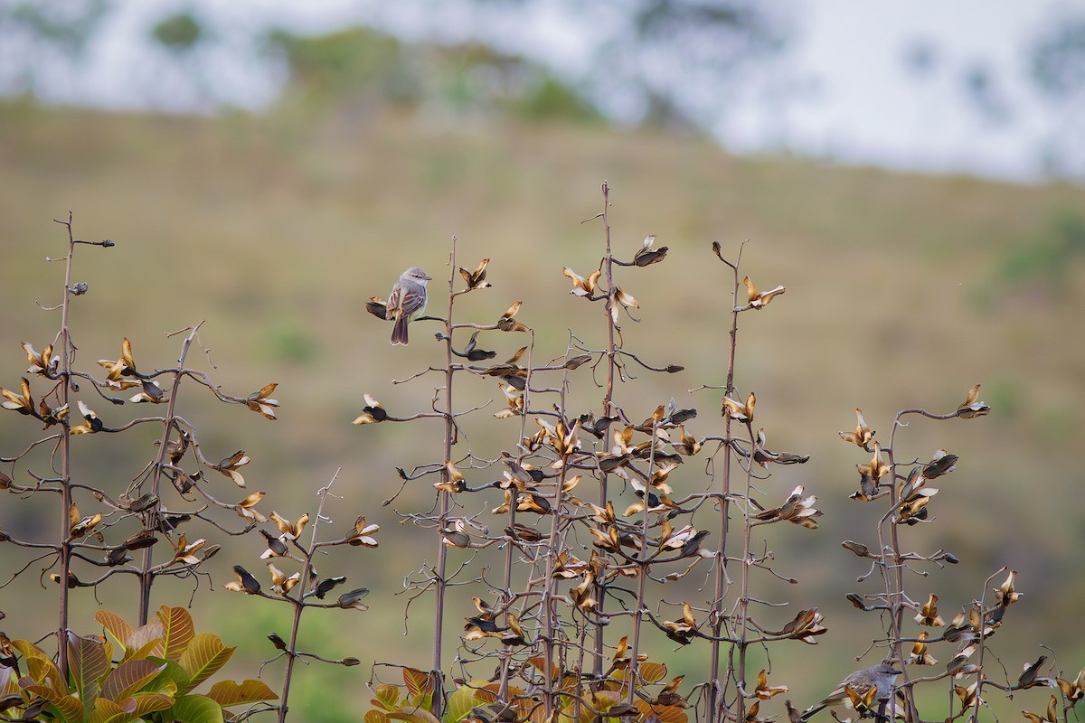 Suiriri Flycatcher - ML627388753