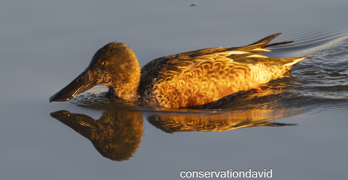 琵嘴鴨 - ML627388776