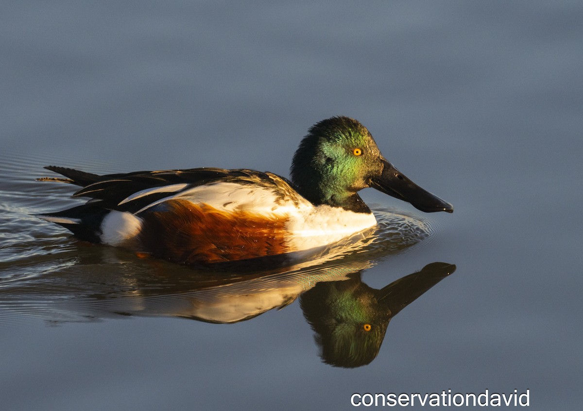 琵嘴鴨 - ML627388777