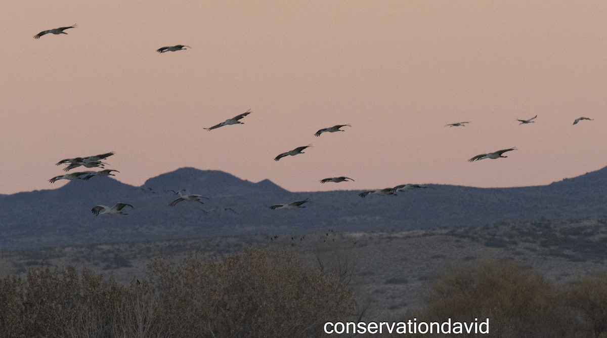 沙丘鶴 - ML627388780