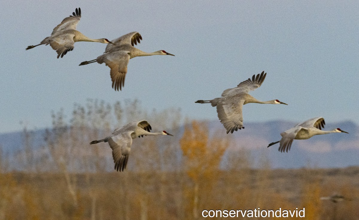 沙丘鶴 - ML627388781