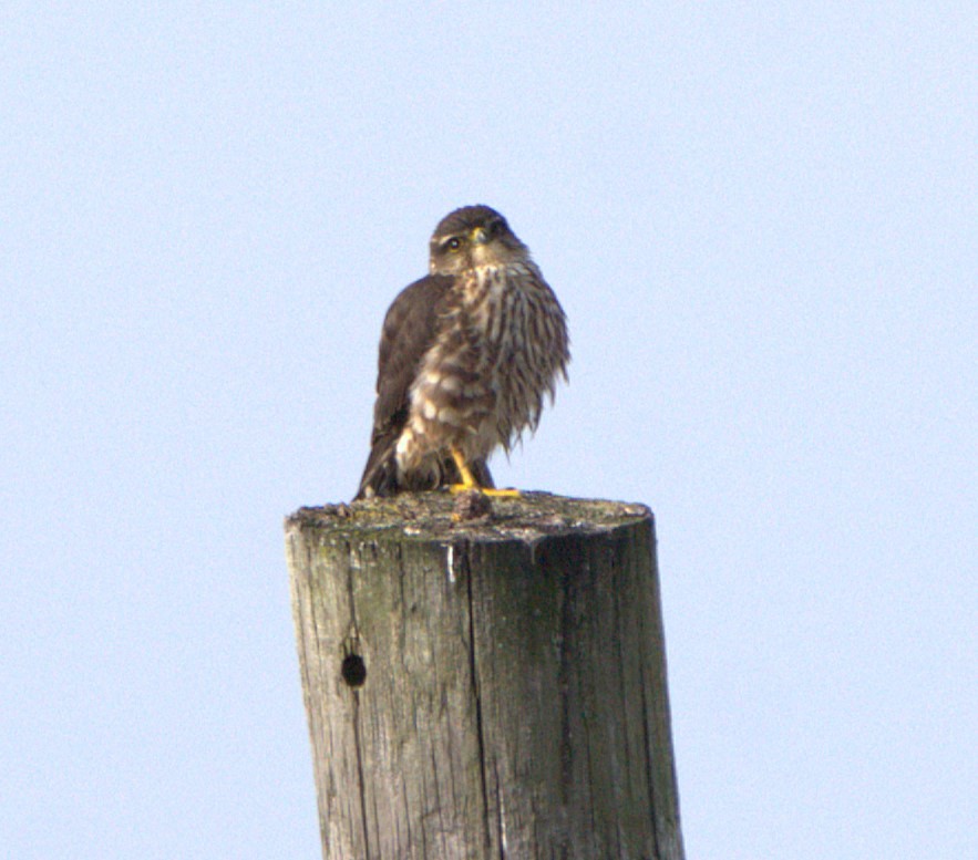 Merlin - ML627388807