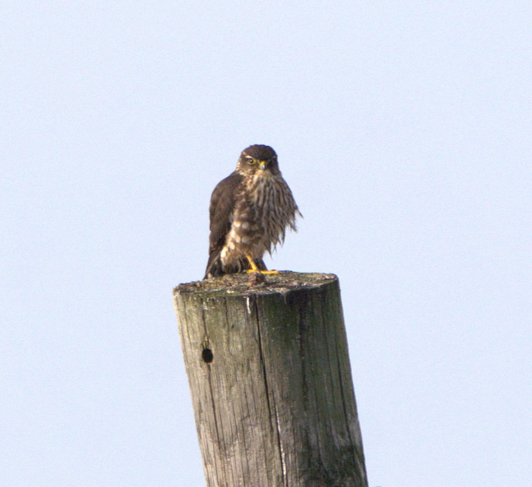 Merlin - ML627388817