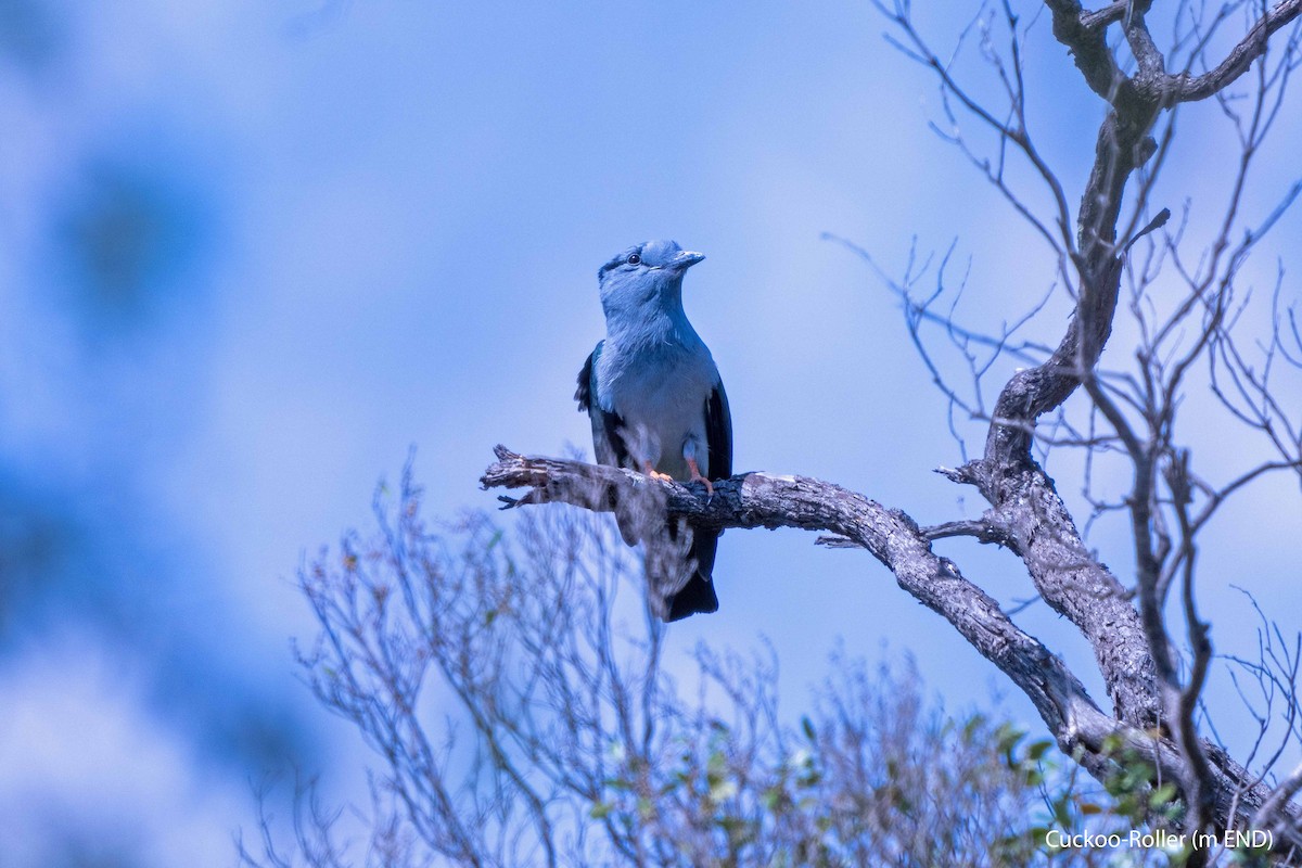 Cuckoo-roller - ML627388981