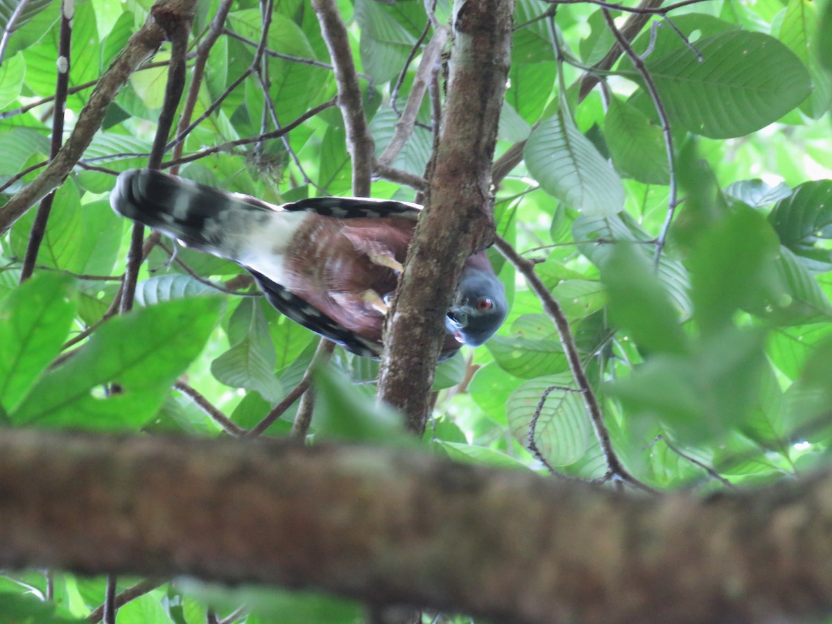 tannglente - ML627388996