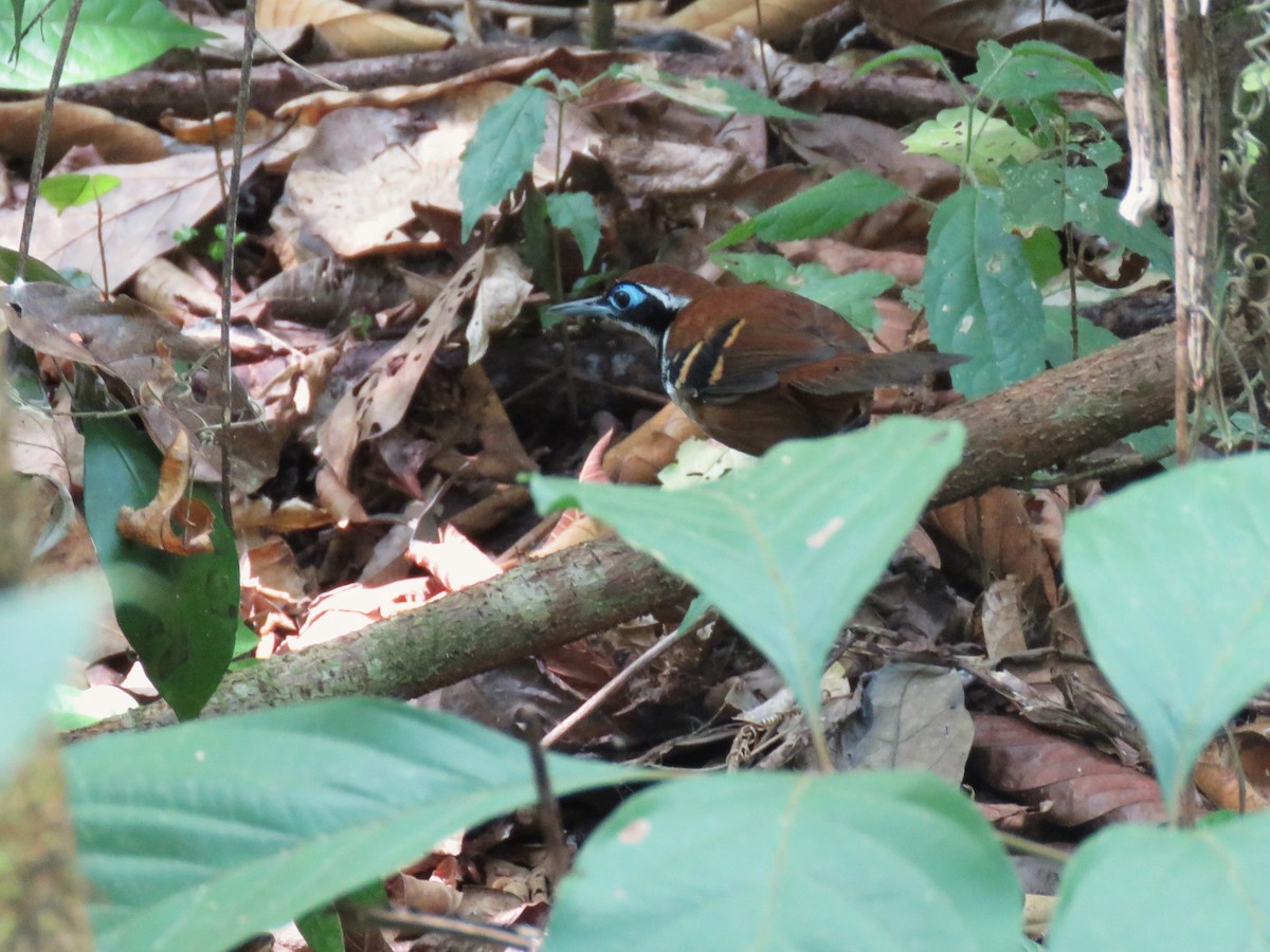 prydmaurfugl - ML627389009