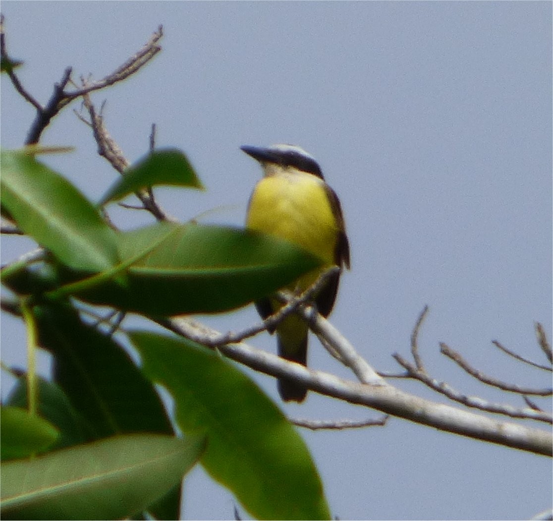 Great Kiskadee - ML627389072